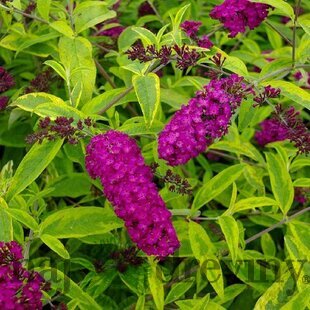 Budleja Davidova “Santana“, výška 25/+ cm, v črepníku 2l Buddleja davidii Santana