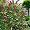Budleja Dávidova Tricolor - mix 3 farieb v jednom, výška 20/40 cm, v kvetináči 2l Buddleja davidii Tricolor