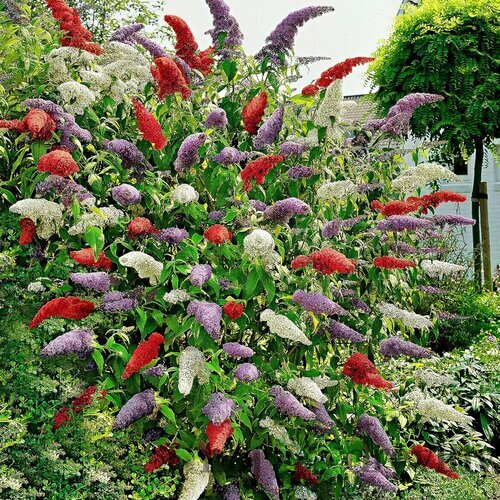 Budleja Dávidova Tricolor - mix 3 farieb v jednom, výška 20/40 cm, v kvetináči 2l Buddleja davidii Tricolor