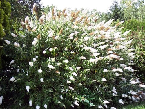Budleja Davidova “White Profusion“ , výška 30/+ cm, v črepníku 2l Buddleja davidii White Profusion