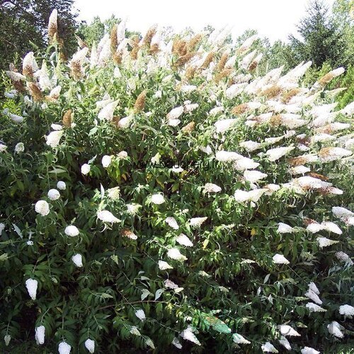 Budleja Davidova “White Profusion“ , výška 30/+ cm, v črepníku 2l Buddleja davidii White Profusion