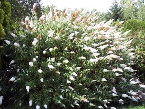 Budleja Davidova “White Profusion“ , výška 30/+ cm, v črepníku 2l Buddleja davidii White Profusion