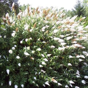 Budleja Davidova “White Profusion“ , výška 30/+ cm, v črepníku 2l Buddleja davidii White Profusion