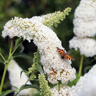 Budleja Dávidova Wisteria Lane, výška 20/+ cm, v črepníku 2l Buddleja dav. ‘White Profusion‘