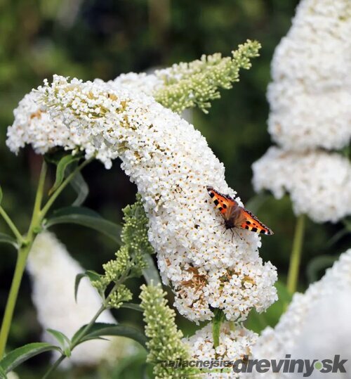 Budleja Dávidova Wisteria Lane, výška 20/+ cm, v črepníku 2l Buddleja dav. ‘White Profusion‘
