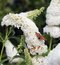 Budleja Dávidova Wisteria Lane, výška 20/+ cm, v črepníku 2l Buddleja dav. ‘White Profusion‘