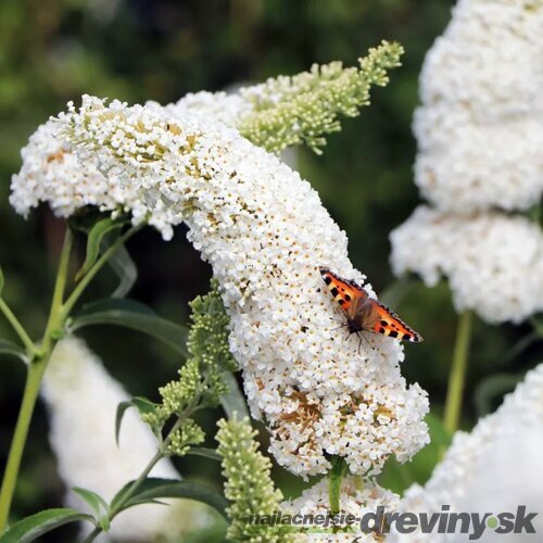 Budleja Dávidova Wisteria Lane, výška 20/+ cm, v črepníku 2l Buddleja dav. ‘White Profusion‘