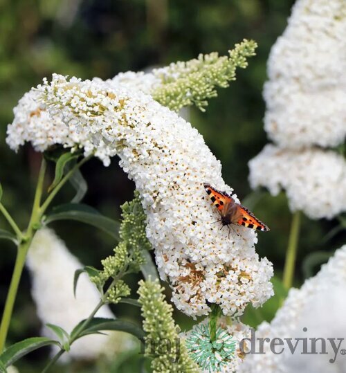 Budleja Dávidova Wisteria Lane, výška 30/+ cm, v črepníku 5l Buddleja dav. ‘White Profusion‘