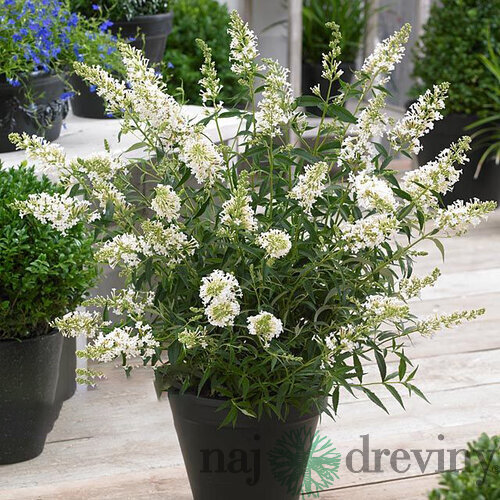 Budleja FREE PETITE SNOW WHITE Podaras 15 PBR, 20/40 cm, v črepníku Buddleja FREE PETITE SNOW WHITE Podaras