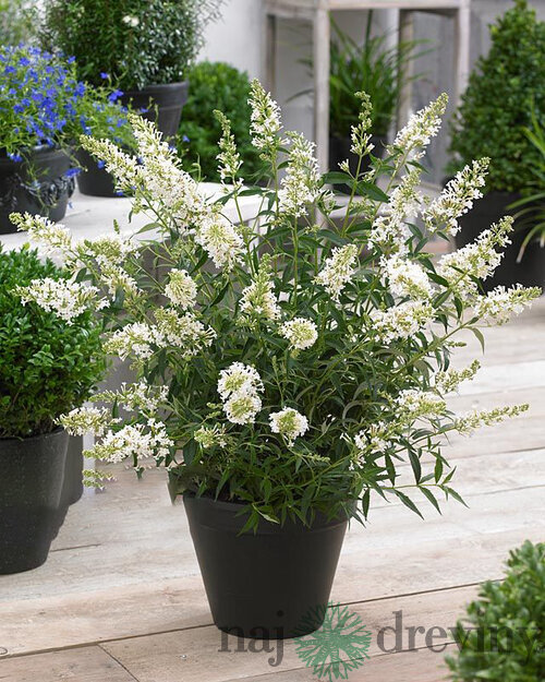 Budleja FREE PETITE SNOW WHITE Podaras 15 PBR, 20/40 cm, v črepníku Buddleja FREE PETITE SNOW WHITE Podaras