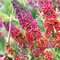 Budleja Weyerova ‘Flower Power®‘ 30/40 cm v črepníku 2l Buddleia weyeriana
