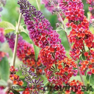 Budleja Weyerova ‘Flower Power®‘ 30/40 cm v črepníku 2l Buddleia weyeriana