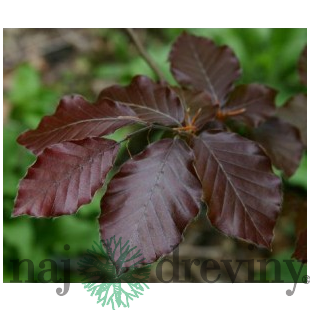 Buk Atropunicea 60/70 cm, v črepníku Fagus sylvatica Atropunicea
