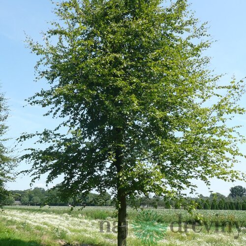 Buk lesný, 125/150 cm, v črepníku Fagus sylvatica