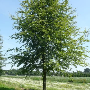 Buk lesný, 125/150 cm, v črepníku Fagus sylvatica