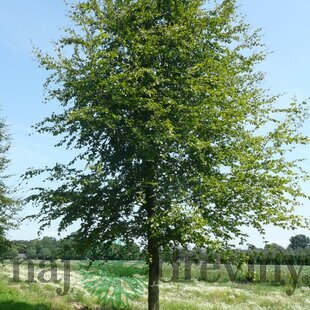 Buk lesný, 125/150 cm, v črepníku Fagus sylvatica