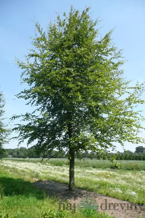 Buk lesný, 125/150 cm, v črepníku Fagus sylvatica