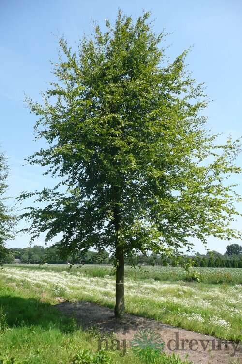 Buk lesný, 125/150 cm, v črepníku Fagus sylvatica
