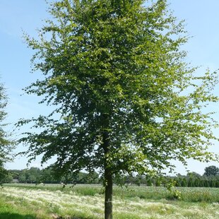 Buk lesný, 125/150 cm, v črepníku Fagus sylvatica