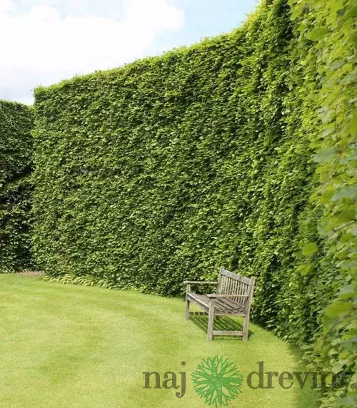 Buk lesný 60/80 cm, v črepníku Fagus sylvatica