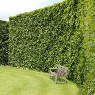 Buk lesný 60/80 cm, v črepníku Fagus sylvatica