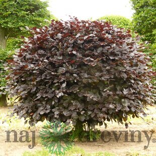 Buk lesný Atropunicea, výška 110/130 cm Fagus sylvatica Atropunicea