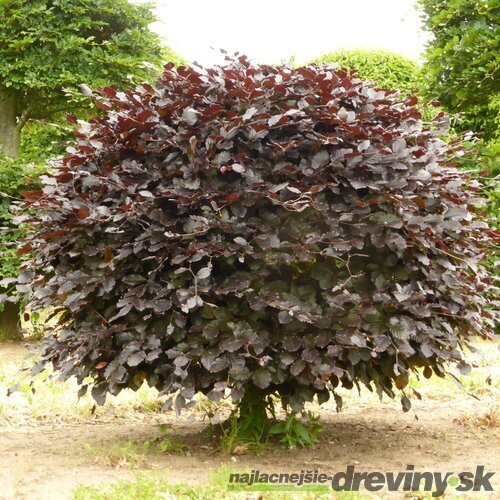 Buk lesný Atropunicea, výška 110/130 cm Fagus sylvatica Atropunicea