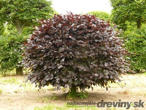 Buk lesný Atropunicea, výška 110/130 cm Fagus sylvatica Atropunicea