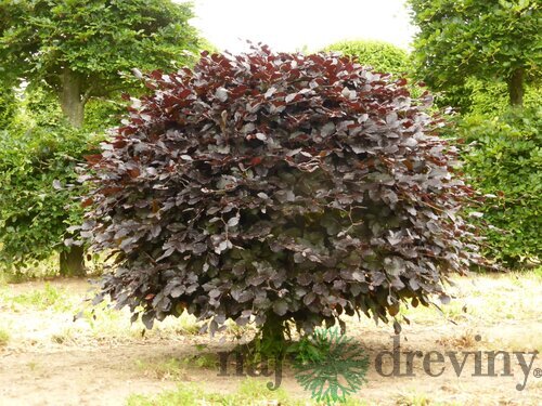 Buk lesný Atropunicea, výška 110/130 cm Fagus sylvatica Atropunicea