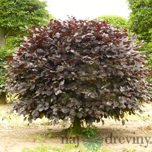 Buk lesný Atropunicea, výška 70/100 cm Fagus sylvatica Atropunicea
