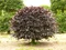 Buk lesný Atropunicea, výška 70/100 cm Fagus sylvatica Atropunicea