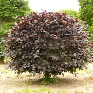 Buk lesný Atropunicea, výška 70/100 cm Fagus sylvatica Atropunicea