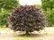 Buk lesný Atropunicea, výška 70/100 cm Fagus sylvatica Atropunicea