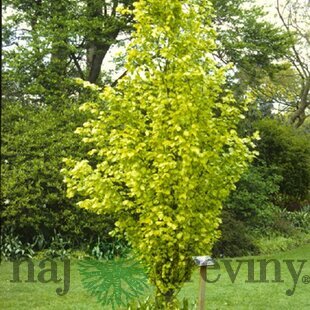 Buk lesný Dawyck Gold, 60/+cm, v črepníku Fagus sylvatica Dawyck Gold