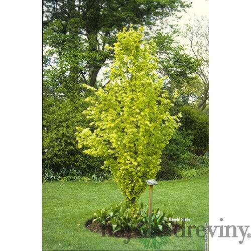 Buk lesný Dawyck Gold, 60/+cm, v črepníku Fagus sylvatica Dawyck Gold