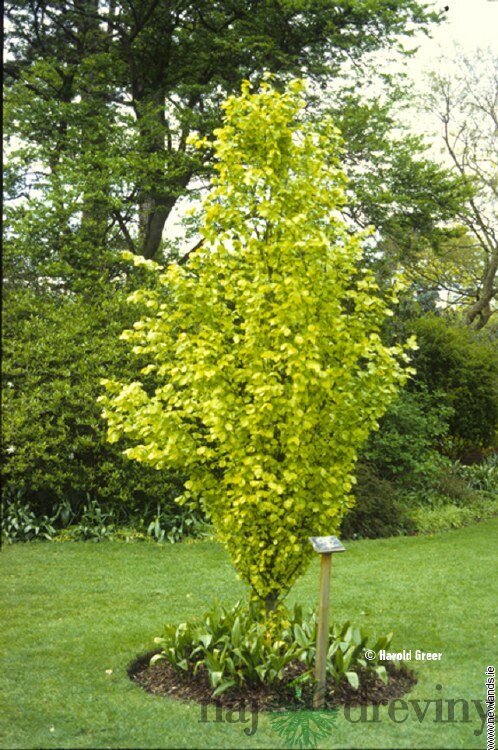 Buk lesný Dawyck Gold, 60/+cm, v črepníku Fagus sylvatica Dawyck Gold
