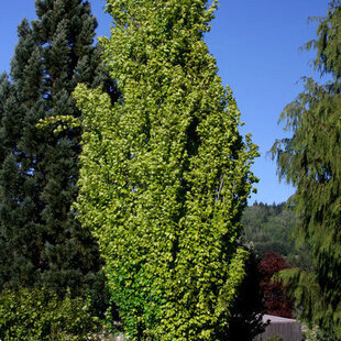 Buk lesný Dawyck Gold, obvod 6/8 cm, výška 180/220 cm, v črepníku Fagus sylvatica Dawyck Gold