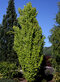 Buk lesný Dawyck Gold, obvod 6/8 cm, výška 180/220 cm, v črepníku Fagus sylvatica Dawyck Gold