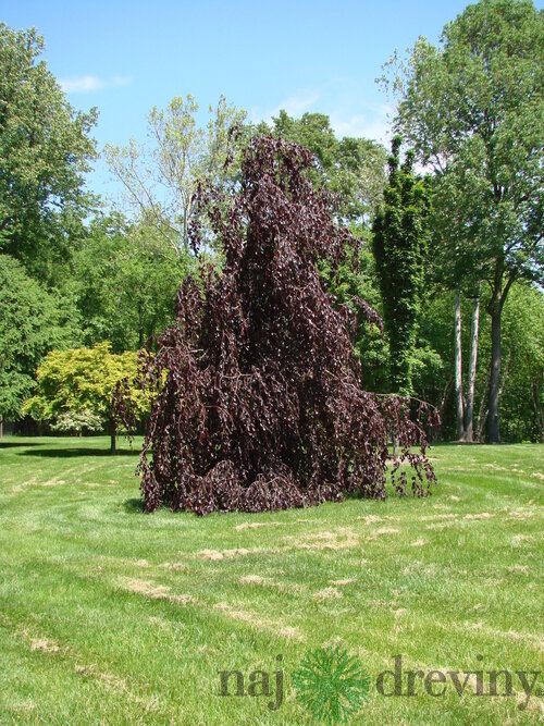 Buk lesný Purple Fountain, výška 180/220 cm, v črepníku 50l Fagus sylvatica Purple Fountain