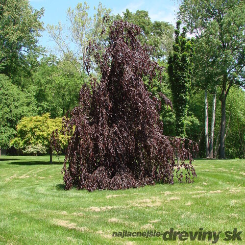 Buk lesný Purple Fountain, výška 180/220 cm, v črepníku 50l Fagus sylvatica Purple Fountain