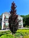 Buk lesný Rohan Obelisk, 200/250 cm, obvod 6/8 cm, v črepníku Fagus sylvatica Rohan Obelisk