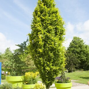 Buk lesný stĺpovitý Dawyck Gold 40/60 cm, v črepníku Fagus sylvatica Dawyck Gold