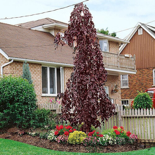 Buk Purple Fountain, výška 60/80 cm, v črepníku Fagus sylvatica Purple Fountain