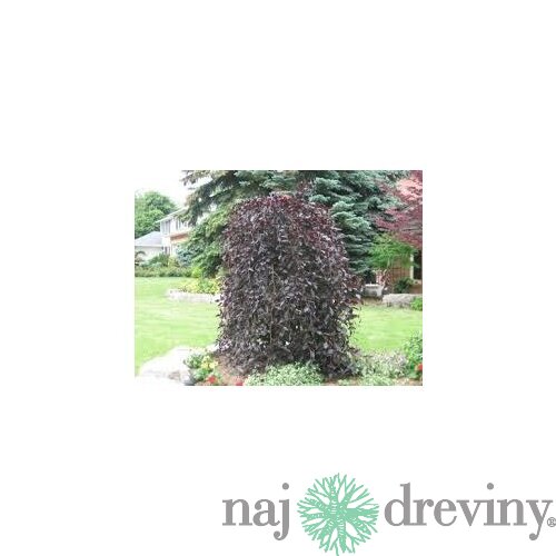 Buk Purpurea Pendula, výška 320/350 cm, obvod 12/14 cm, v črepníku Fagus Purpurea Pendula