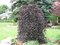 Buk Purpurea Pendula, výška 320/350 cm, obvod 12/14 cm, v črepníku Fagus Purpurea Pendula