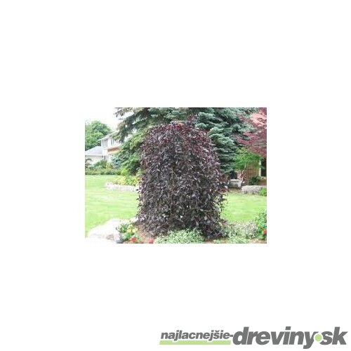 Buk Purpurea Pendula, výška 320/350 cm, obvod 12/14 cm, v črepníku Fagus Purpurea Pendula