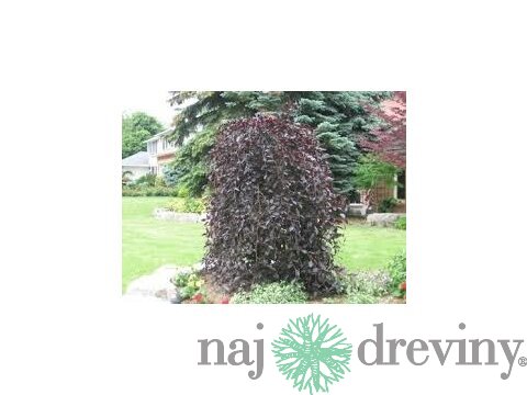Buk Purpurea Pendula, výška 320/350 cm, obvod 12/14 cm, v črepníku Fagus Purpurea Pendula