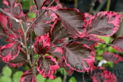 Buk Tricolor 90/110 cm, v črepníku Fagus sylvatica Tricolor