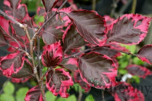 Buk Tricolor 90/110 cm, v črepníku Fagus sylvatica Tricolor