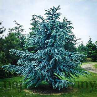 Céder Atlantský Glauca 180/200 cm, v črepníku Cedrus atlantica Glauca